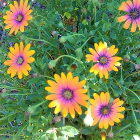 Les Ecologites De Lejlighed La Rochelle (Charente-Maritime)